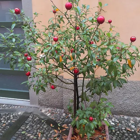 Lägenhet La Corte Dei Cappuccini *